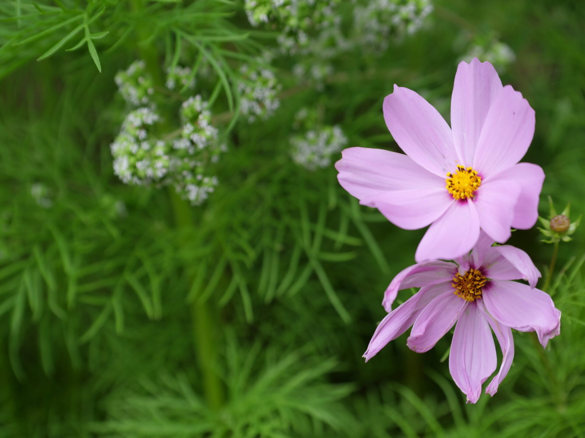 Image of pink Cosmo flower against green leaves